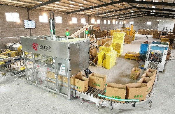 河南鸡蛋厂后道包装线